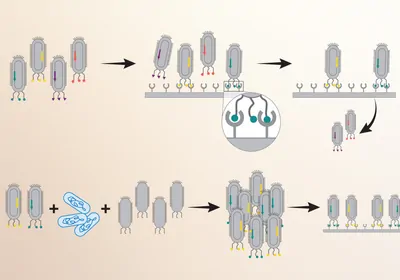 Infographic showing how a viral protein expression method links proteins and their coding instructions
